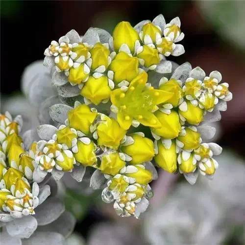 開(kāi)花的多肉植物_多肉植物開(kāi)花_開(kāi)花的多肉叫什么名字