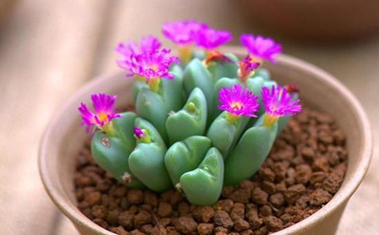 開(kāi)花的多肉植物_多肉植物開(kāi)花_開(kāi)花的多肉叫什么名字