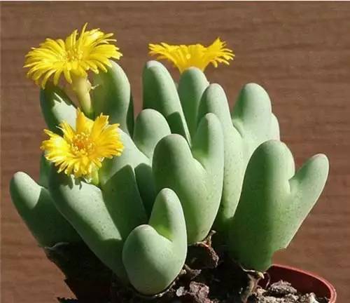 開(kāi)花的多肉植物_多肉植物開(kāi)花_開(kāi)花的多肉叫什么名字