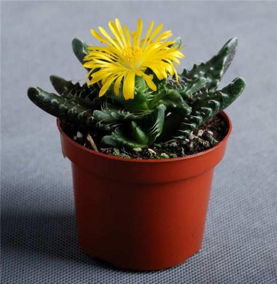 開(kāi)花的多肉叫什么名字_多肉植物開(kāi)花_開(kāi)花的多肉植物
