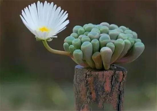 開(kāi)花的多肉叫什么名字_多肉植物開(kāi)花_開(kāi)花的多肉植物