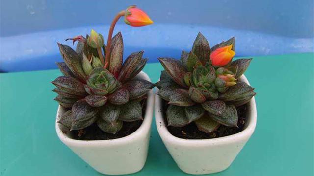 開(kāi)花的多肉叫什么名字_開(kāi)花的多肉植物_多肉植物開(kāi)花