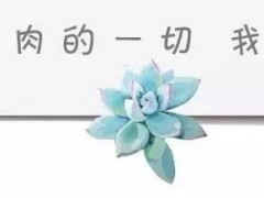 給綠植打造高級(jí)感，不如從花盆入手