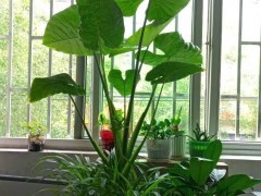 光照不足也能養(yǎng)好的3種花，不怕熱不怕凍很頑強(qiáng)，家中值得養(yǎng)一盆