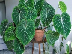客廳最適合養大型綠植，這6種新型植物，好看好養護，養人養心，吉利又旺家