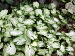 室內(nèi)好養(yǎng)的幾種耐陰植物，給點(diǎn)水就活！