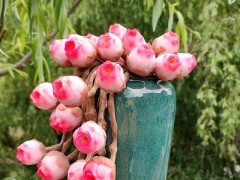 多肉植物原來也有自己的花語，7款代表愛情普貨品種，您養(yǎng)了嗎？