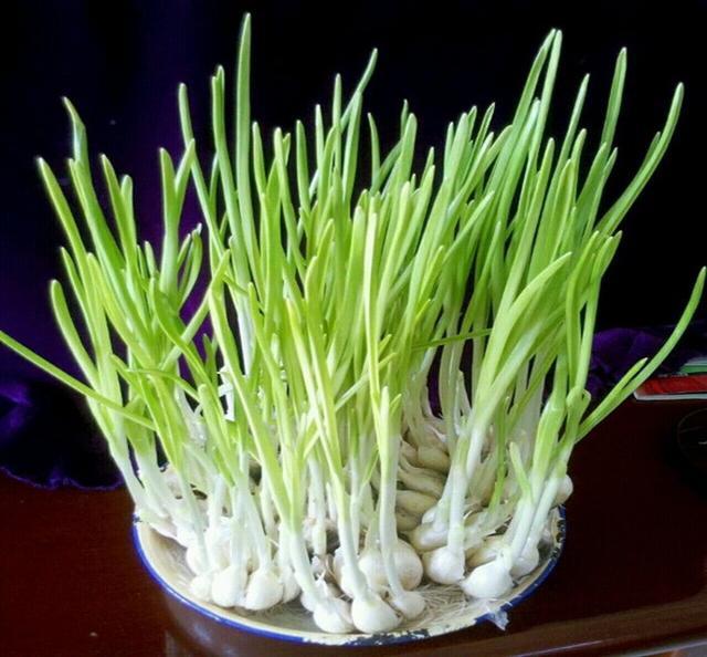 水培蔬菜怎么種植_水培蔬菜怎么種植視頻_蔬菜種植水培技術(shù)視頻