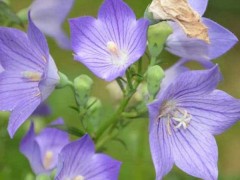 5種現(xiàn)在種植非常賺錢(qián)的中藥材？天麻、金銀花等