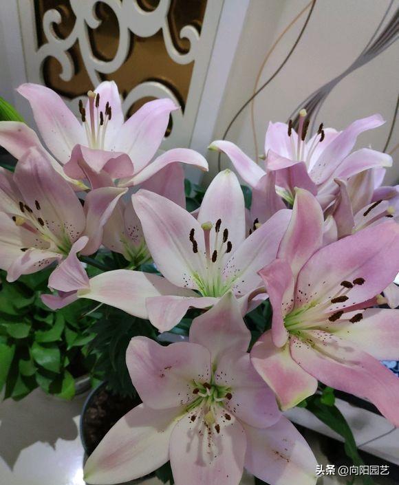 百合種植方法和時(shí)間_百合的種植方法和時(shí)間_百合種植時(shí)間