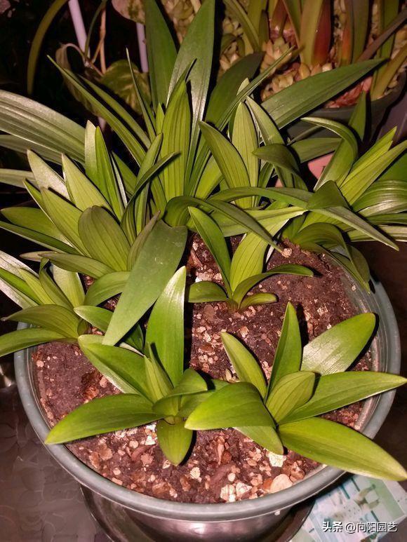 百合種植時(shí)間_百合的種植方法和時(shí)間_百合種植方法和時(shí)間