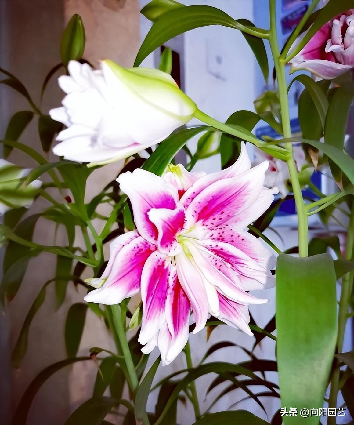 百合種植方法和時(shí)間_百合的種植方法和時(shí)間_百合種植時(shí)間