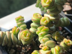 多肉有毒嗎能放室內(nèi)嗎，對身體有害嗎