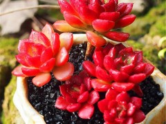 9種爆盆厲害的紅色多肉，給點陽光，保證溫差，火紅喜慶惹人愛
