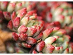 公認(rèn)好養(yǎng)的6種便宜“多肉”，人氣高口碑好，值得擁有