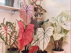 7種“洋氣花”，客廳沒陽光，四季開花旺，貴氣又漂亮