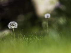 冰菜種植時(shí)間及方法