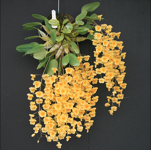 種植鐵皮石斛技術(shù)要點(diǎn)和方法_鐵皮石斛種植技術(shù)_種植鐵皮石斛技術(shù)要求