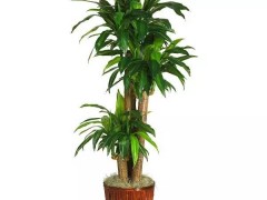 14種室內最好養(yǎng)的植物，再也不怕變成植物殺手了！