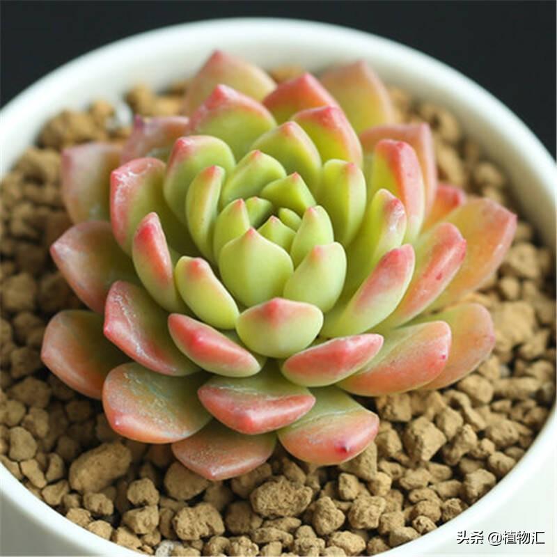 馬庫(kù)斯多肉好養(yǎng)嗎_養(yǎng)馬庫(kù)斯多肉好不好_多肉植物馬庫(kù)斯怎么養(yǎng)