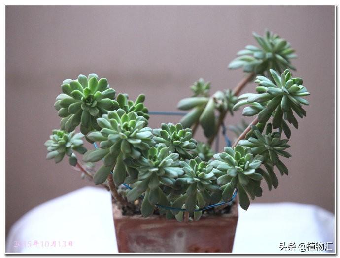 多肉植物馬庫(kù)斯怎么養(yǎng)_養(yǎng)馬庫(kù)斯多肉好不好_馬庫(kù)斯多肉好養(yǎng)嗎