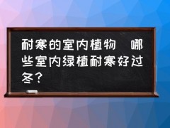 耐寒的室內植物(哪些室內綠植耐寒好過冬？)