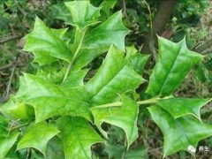 農村一種鳥兒都不敢站上去的小灌木，卻有很多藥用價值，大家來認識一下