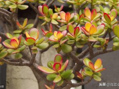 客廳養(yǎng)這12種綠植和8款花卉，顏值高，壽命長，還很好活易打理