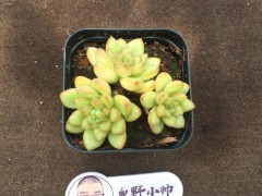 分享精品多肉，群生的小老樁，一起看看吧