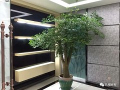 老話說：客廳見樹，不發(fā)也富，養(yǎng)這5種樹不僅好看，寓意還好