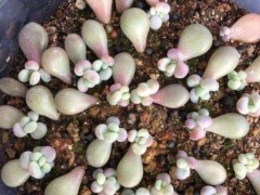 新手葉插多肉植物，了解掌握5個要點，成活率高，一盆輕松變多盆