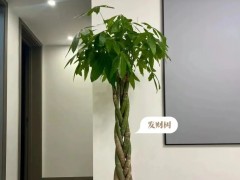 家里客廳沒光的看過來！養(yǎng)這6種綠植準沒錯！