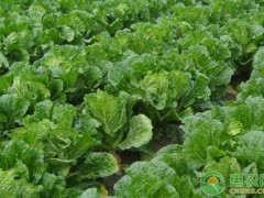 白菜長(zhǎng)白斑打什么農(nóng)藥？