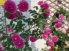 鮮花家里放，花旺人更旺，6種“漂亮花”，越養(yǎng)“家越旺”
