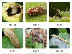 這2種生物殺蟲(chóng)劑：能滅殺數(shù)十種害蟲(chóng)，無(wú)毒、無(wú)污染、無(wú)農(nóng)藥殘留